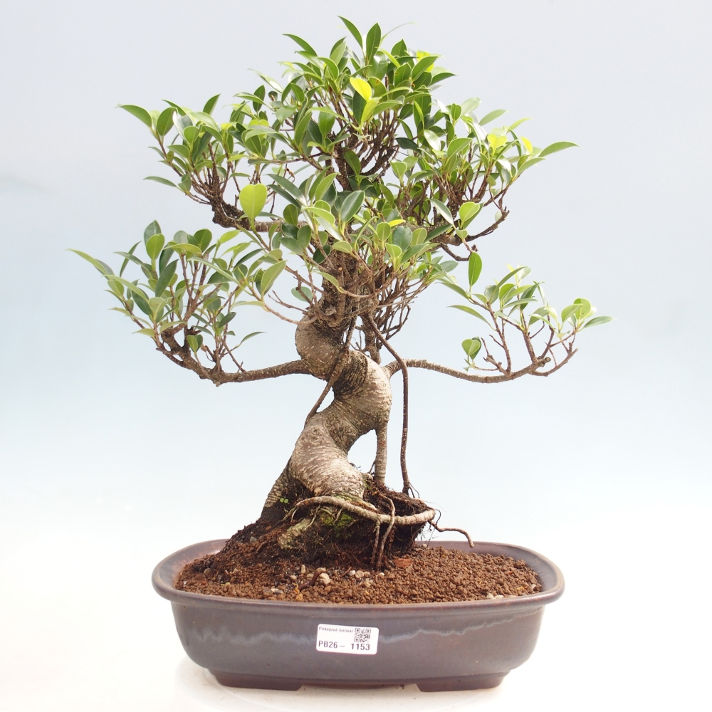 Pokój bonsai - Ficus kimmen - figowiec drobnolistny