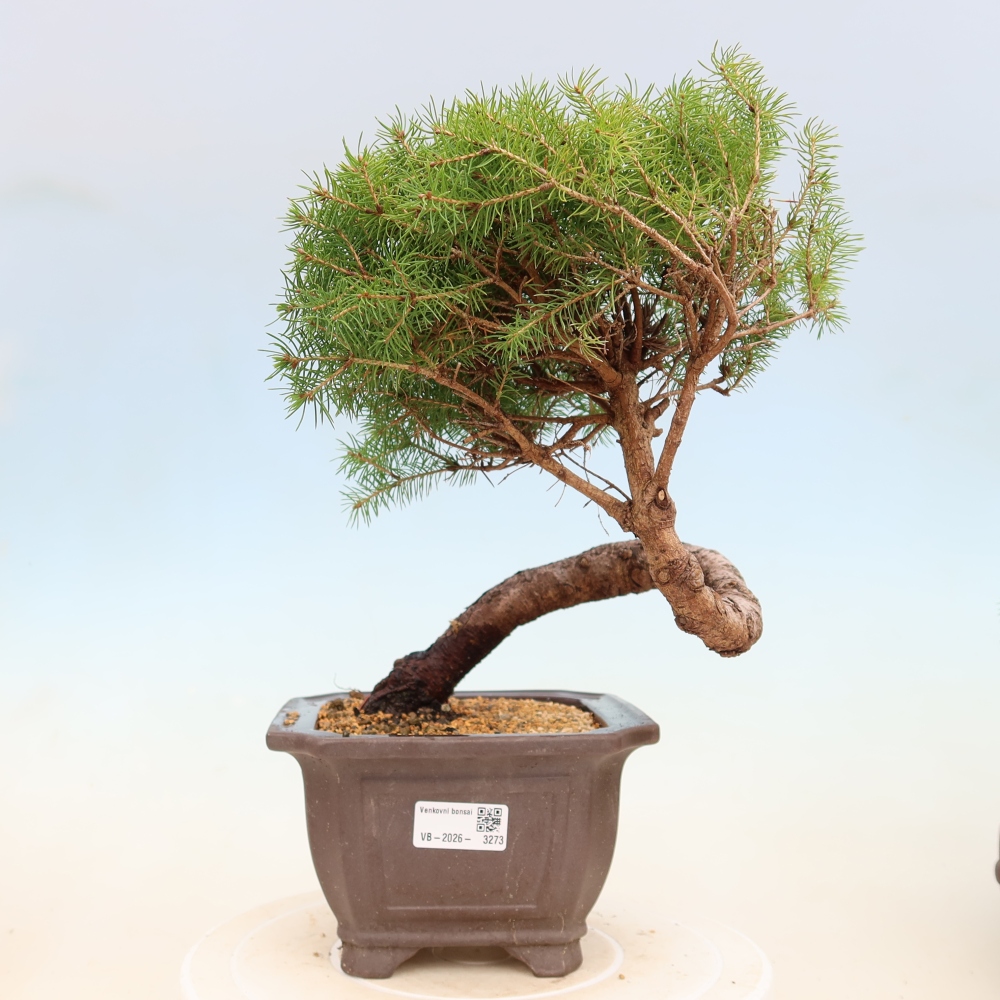 Outdoor bonsai - Świerk pospolity - Picea glauca globe