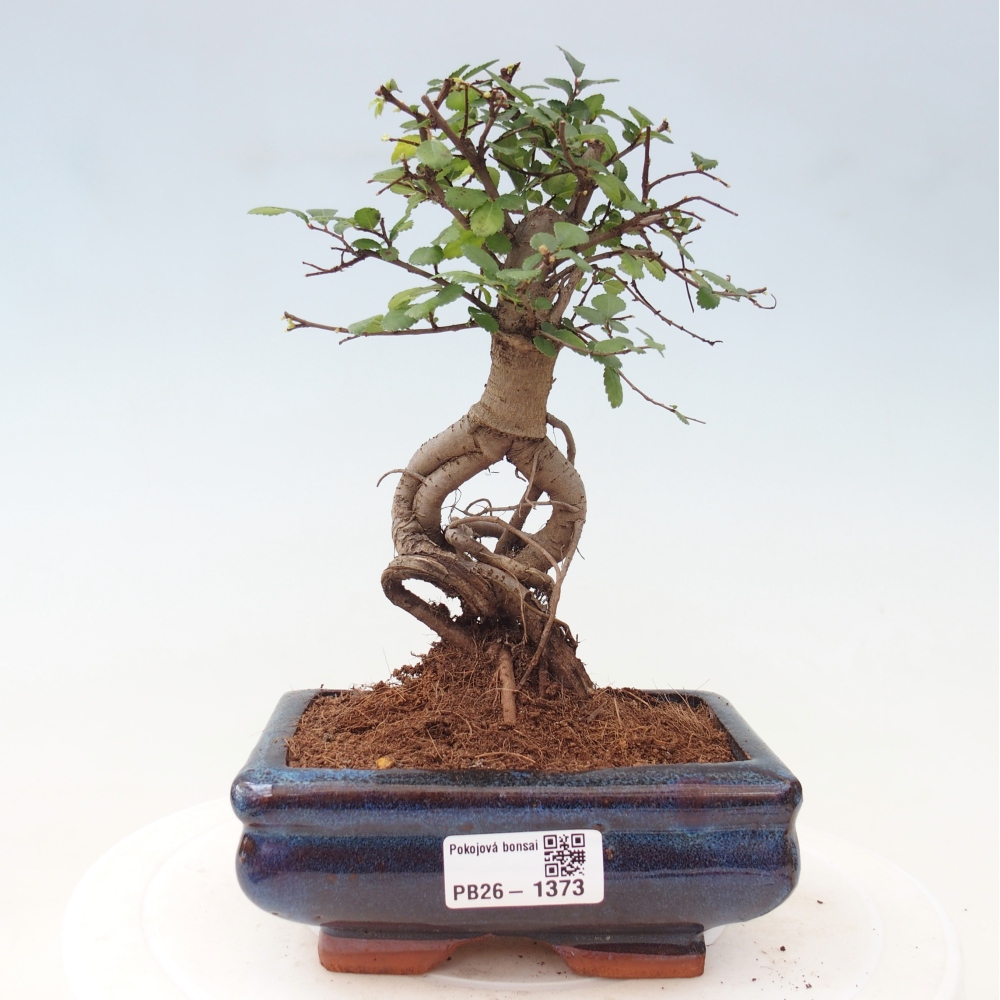Pokój bonsai - Ulmus parvifolia - Wiąz drobnolistny