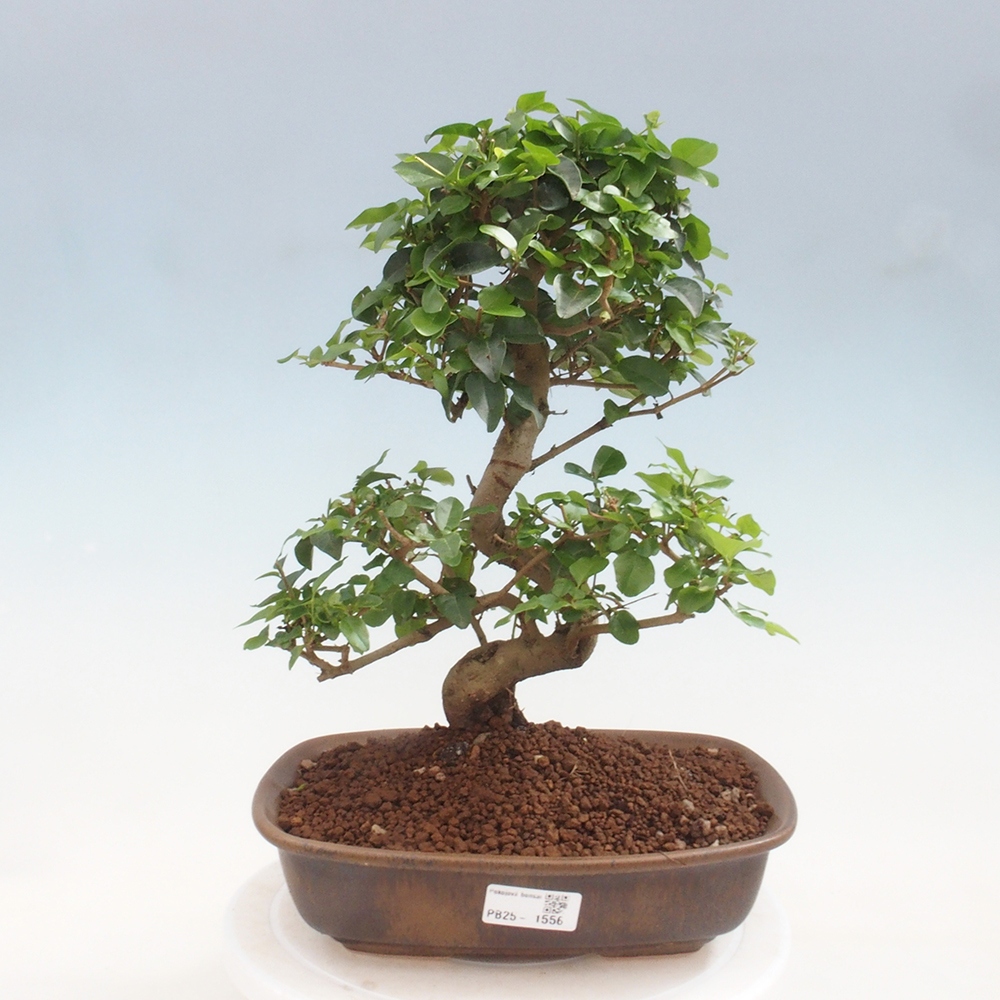 Pokój bonsai -Ligustrum chinensis - Ptasie oko