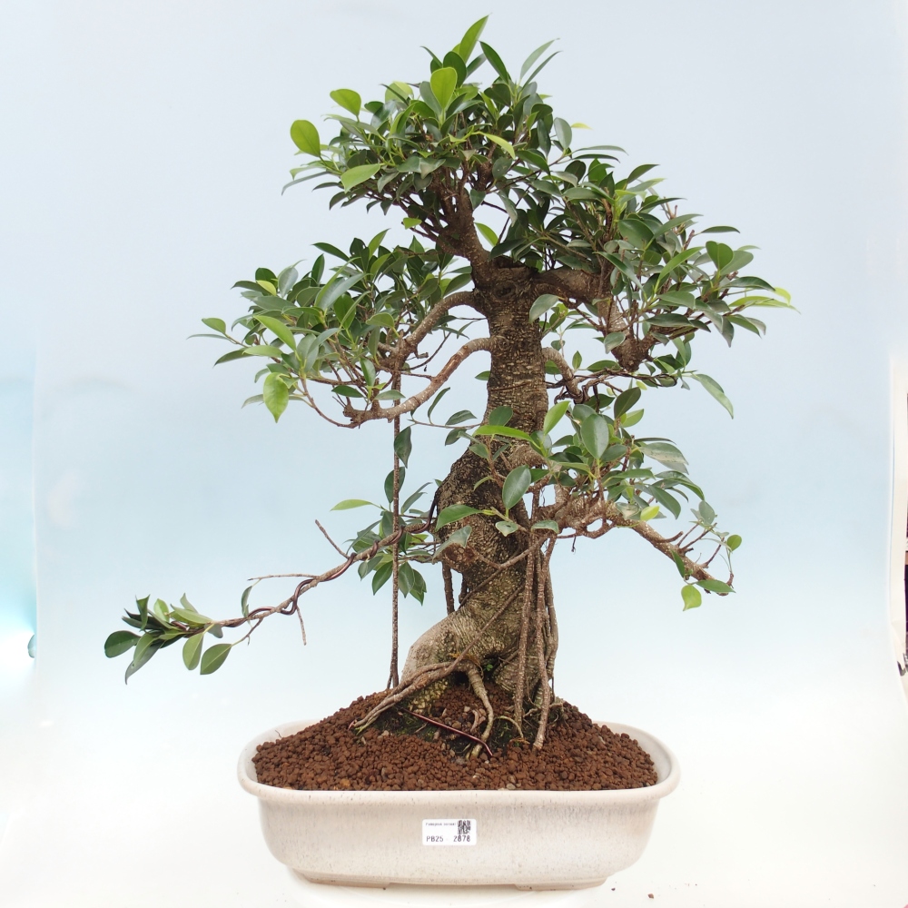 Bonsai pokojowe - Ficus kimmen - figowiec drobnolistny - WYŁĄCZNIE ODBIÓR OSOBISTY lub transport paletowy