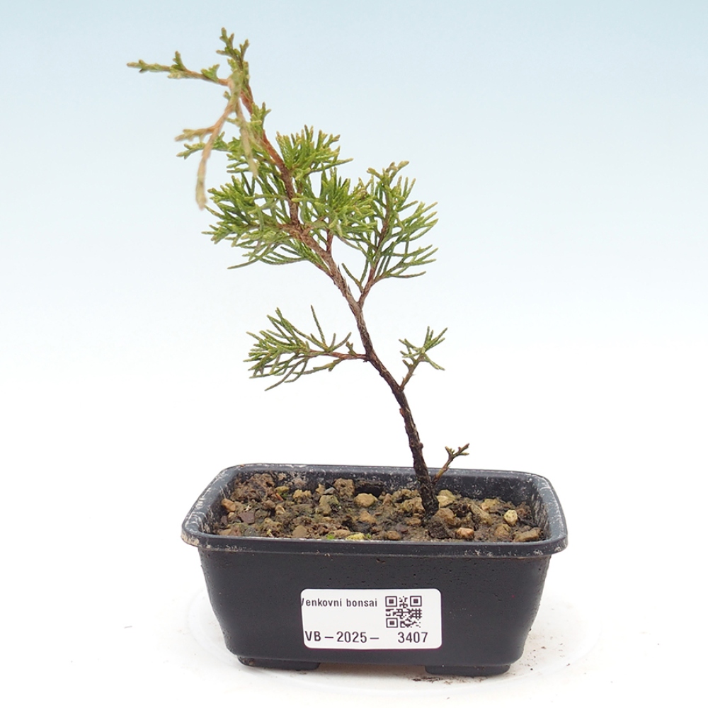Outdoor bonsai - Juniperus chinensis Itoigawa