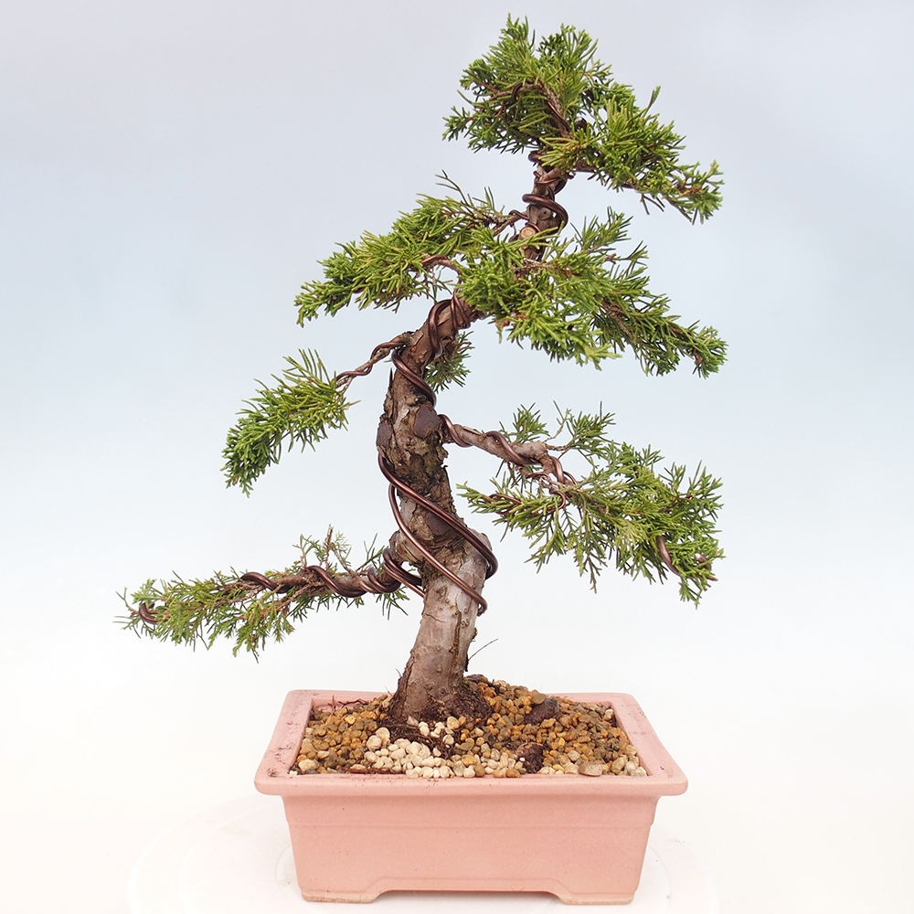 Outdoor bonsai - Juniperus chinensis Itoigawa - Jałowiec chiński