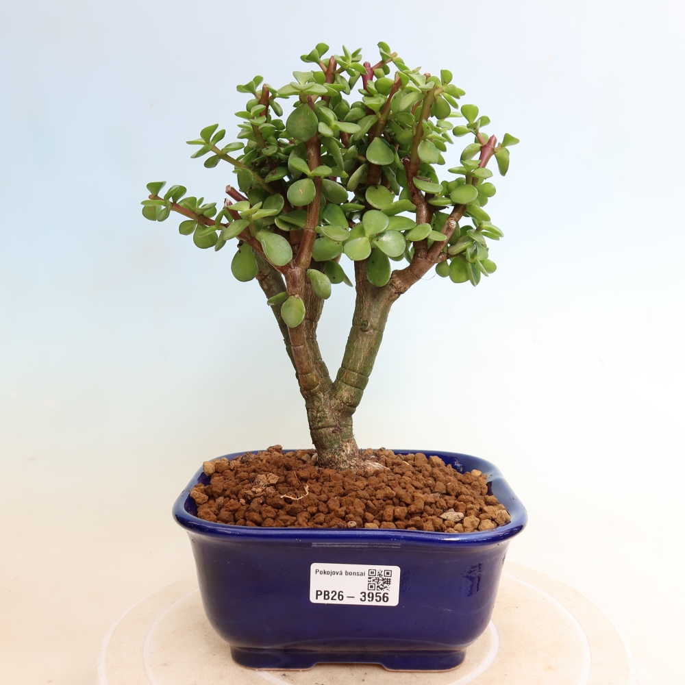 Pokój bonsai - Portulakaria Afra - Tlustice
