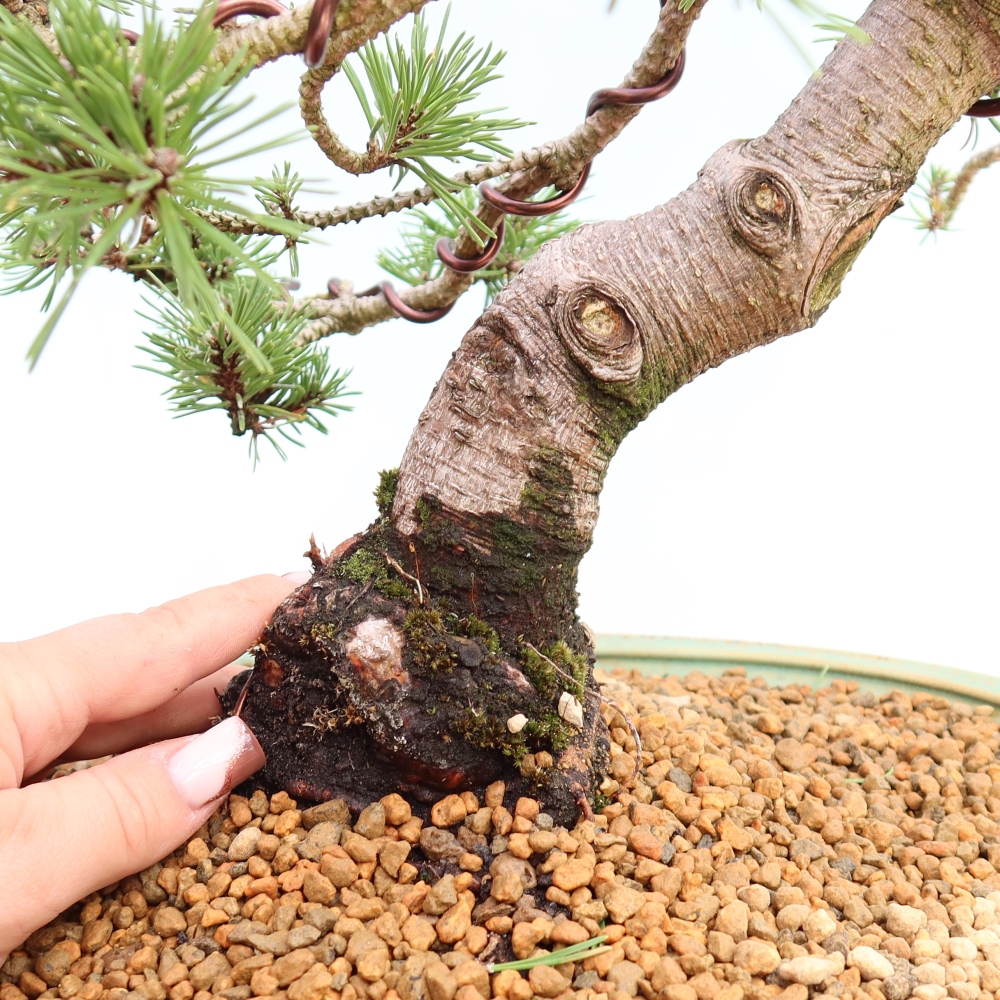 Bonsai ogrodowe – Pinus mugo Humpy – sosna karłowata