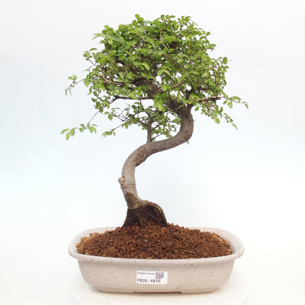 Pokój bonsai - Ulmus parvifolia - Wiąz drobnolistny
