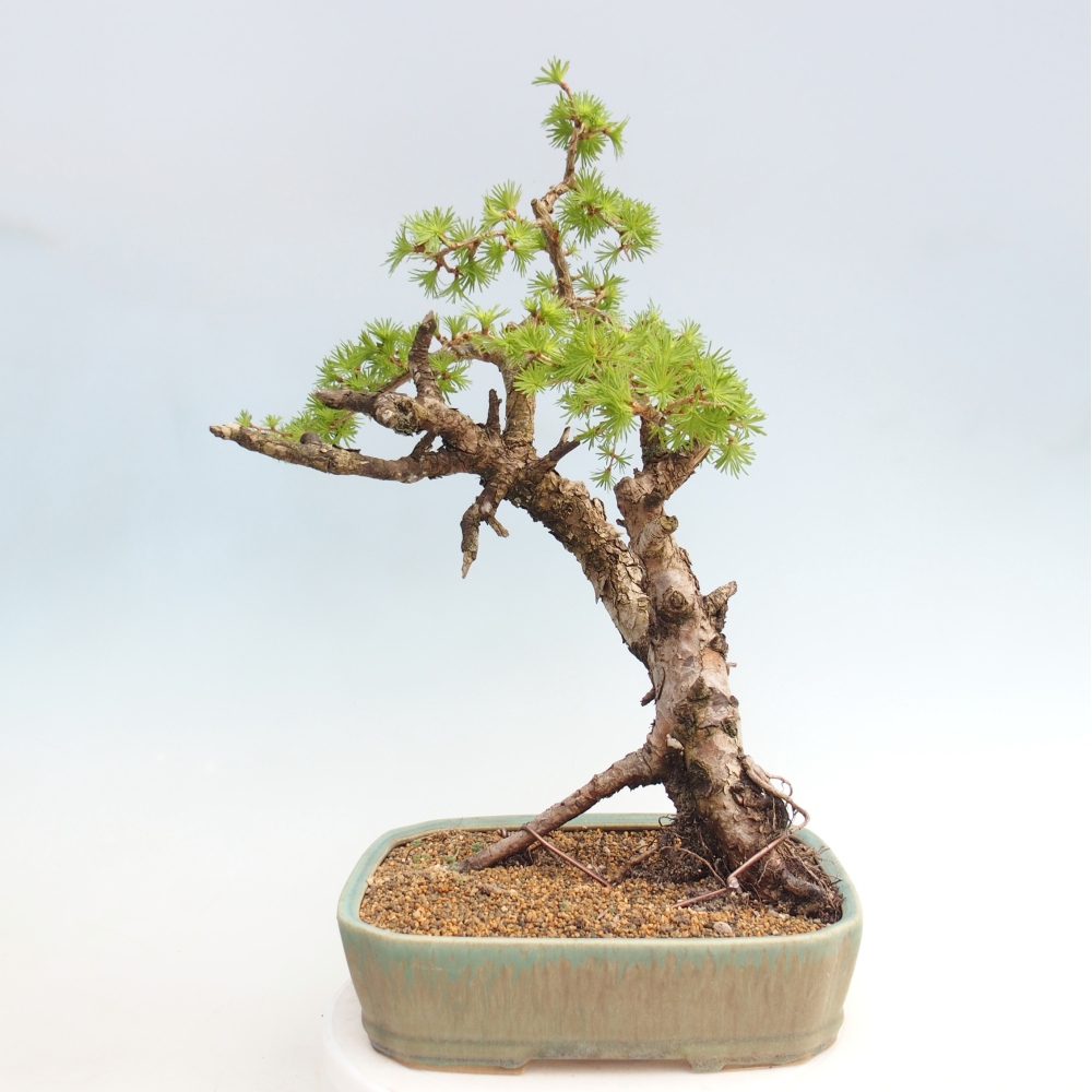 Outdoor bonsai -Larix decidua - Modrzew - Tylko transport paletowy