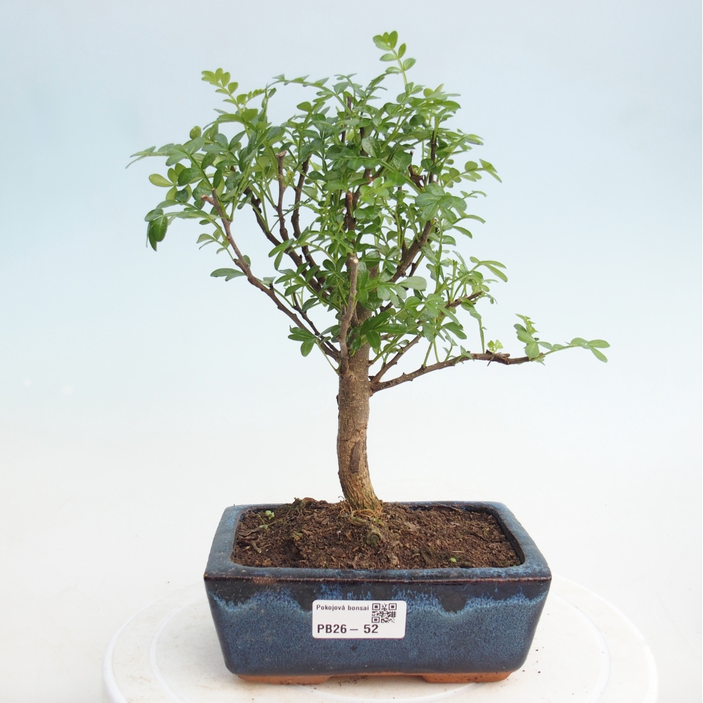 Pokój bonsai - Zantoxylum piperitum - drzewo pieprzowe