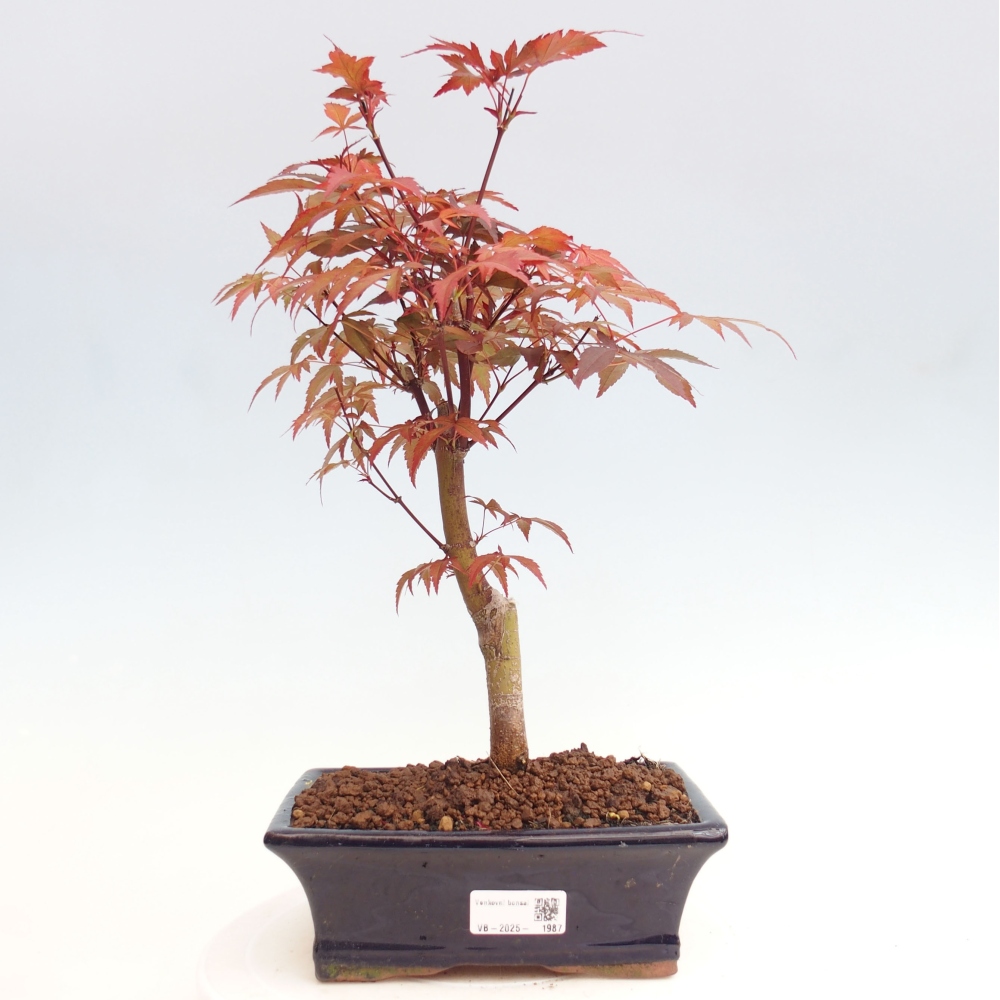 Bonsai zewnętrzne - palma Acer. Klon Atropurpureum-Palmleaf