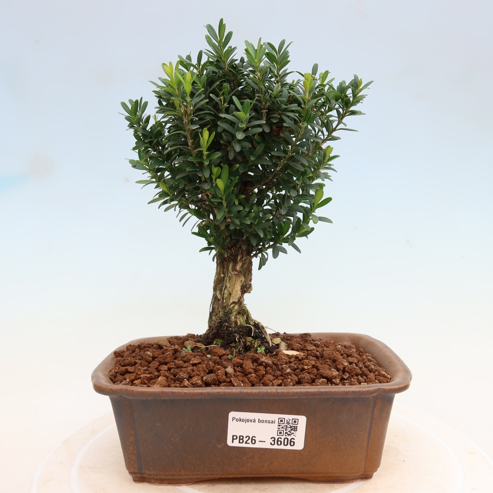 Pokój bonsai - Buxus harlandii - buxus korkowy