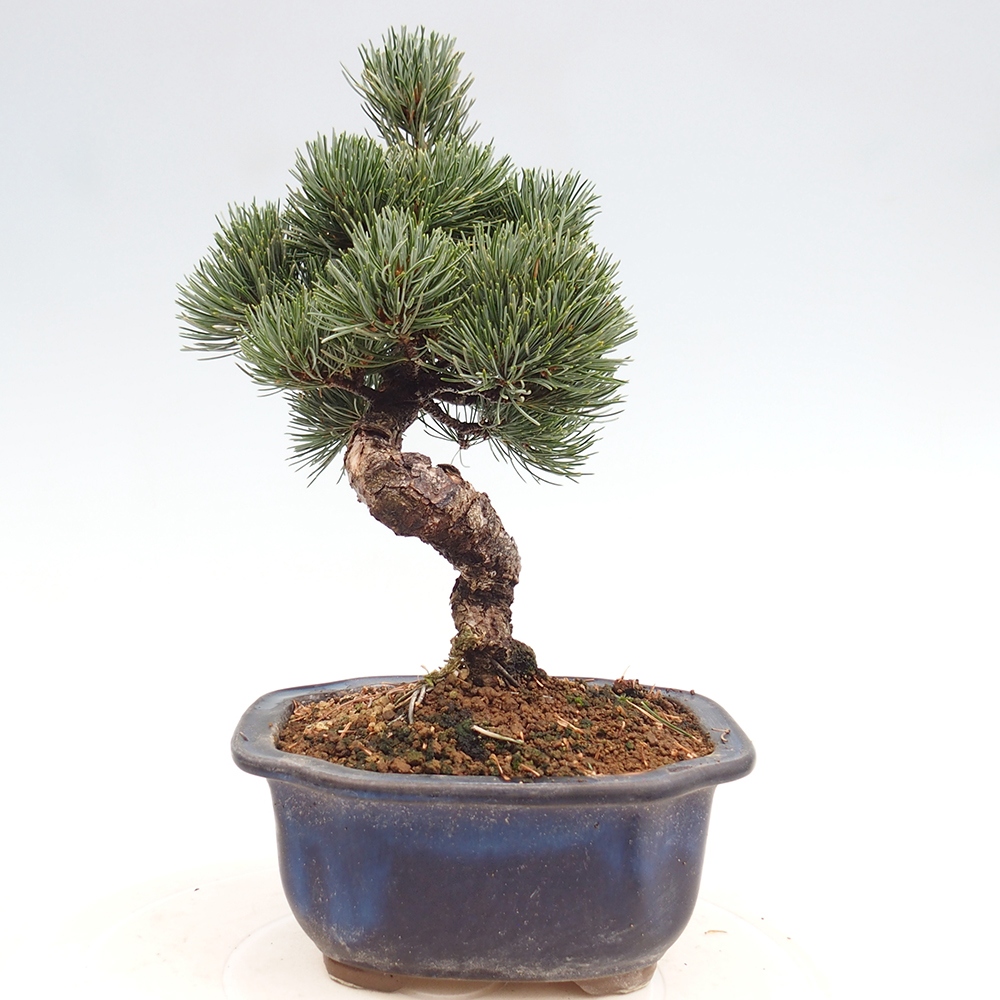 Outdoor bonsai - Pinus parviflora - Mała sosna