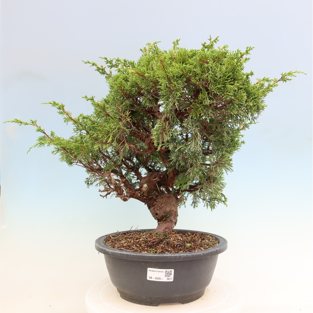 Bonsai ogrodowe – Juniperus chinensis Itoigawa – jałowiec chiński