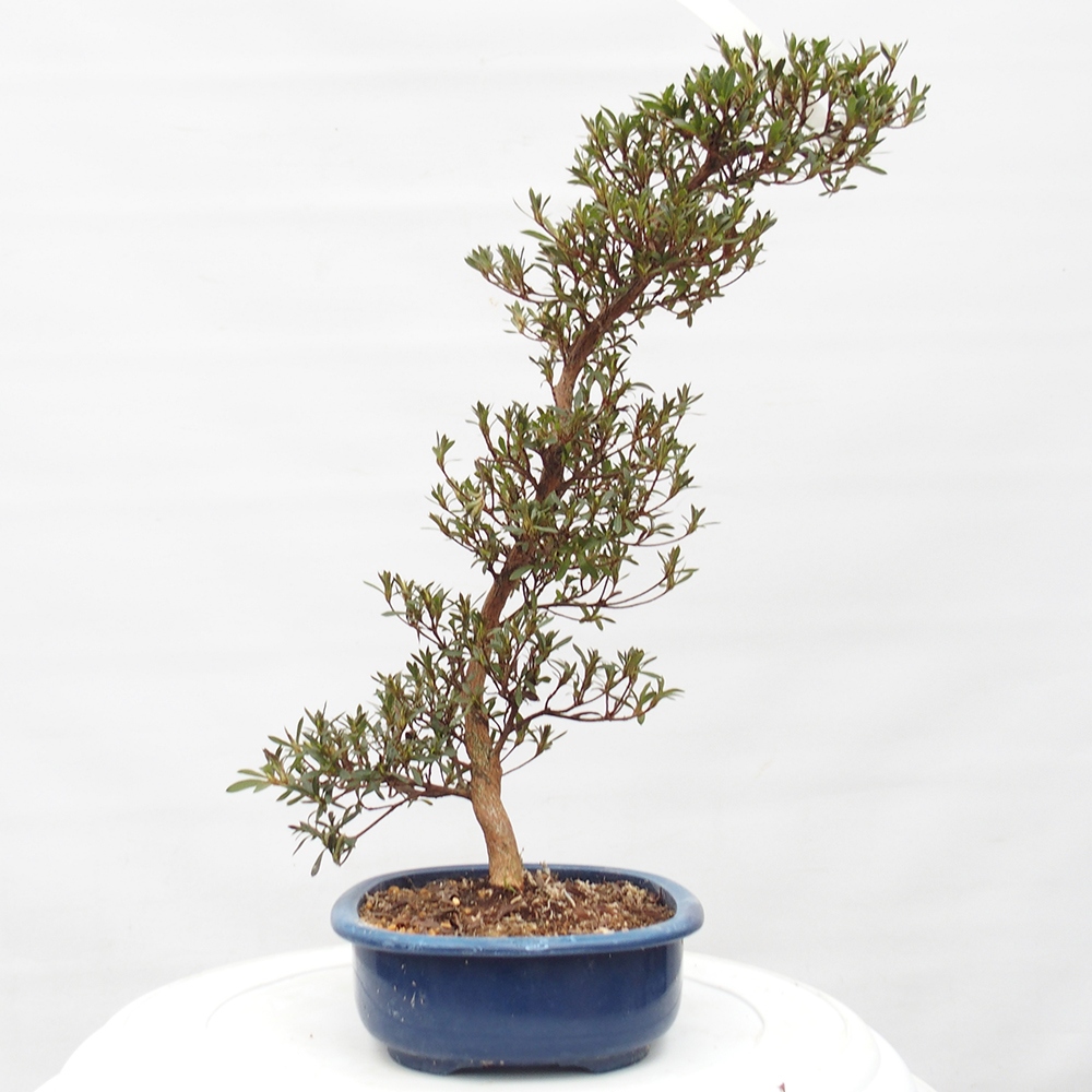 Bonsai zewnętrzne - Azalia japońska - Azalia Hakurin