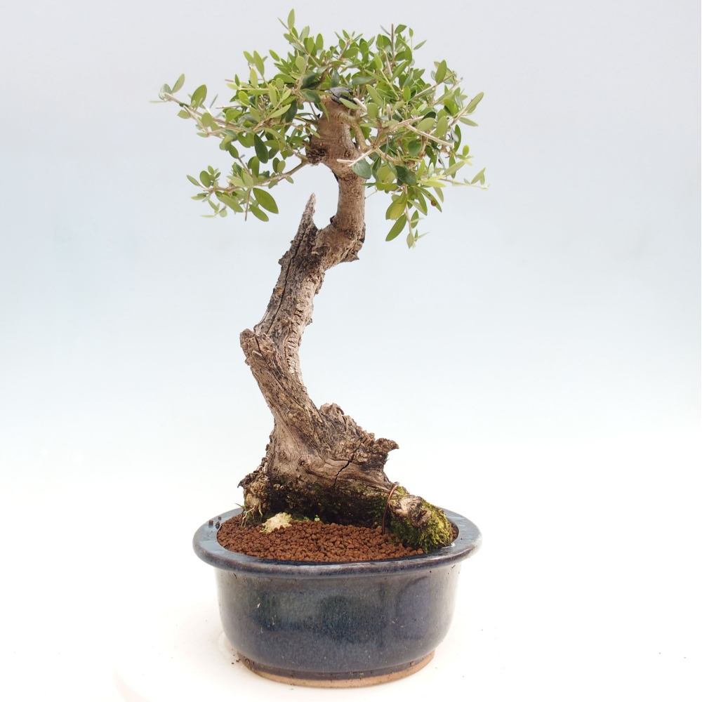 Kryte bonsai - Olea europaea sylvestris - Europejska oliwa z małych liści