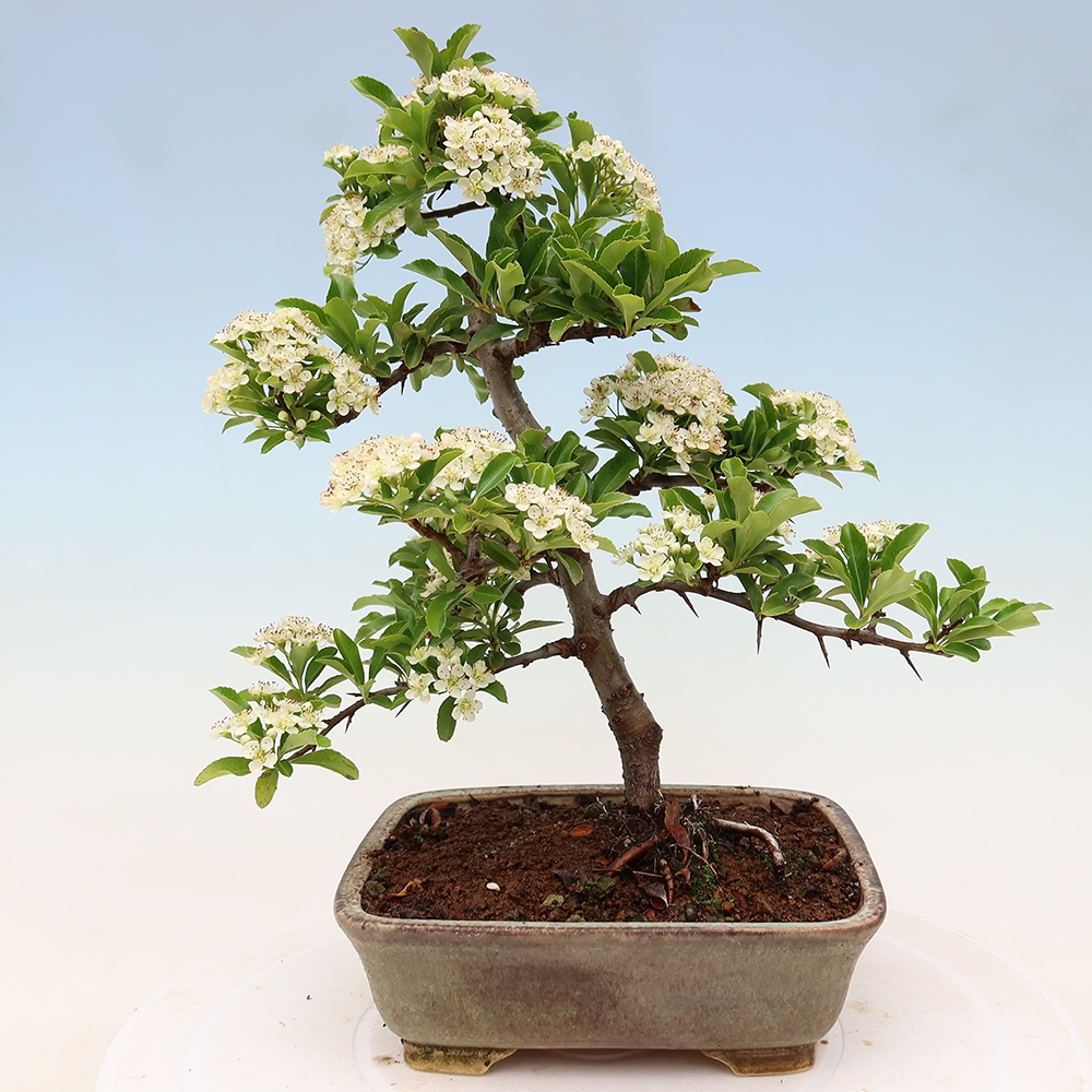 Bonsai ogrodowe – Pyracantha teton – ognik szkarłatny