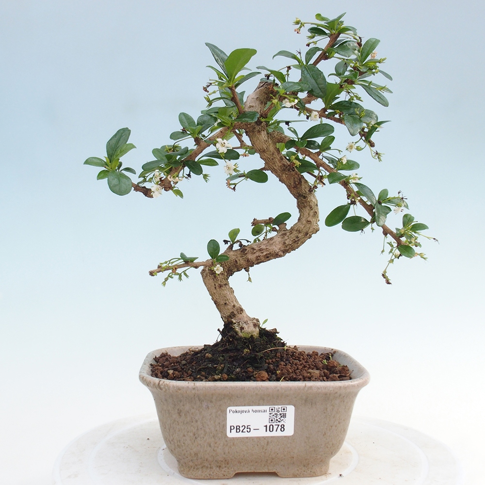 Bonsai wewnętrzne - Carmona makrophylla - Herbata Fuki