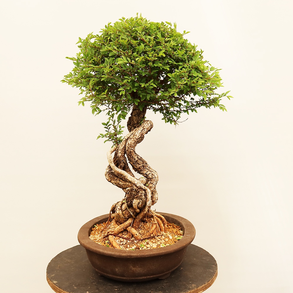 Bonsai na świeżym powietrzu - Zelkova - Zelkova NIRE