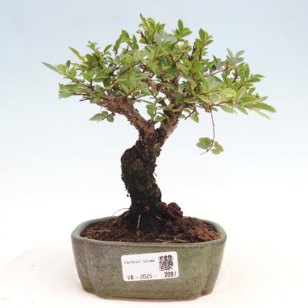 Outdoor bonsai - Zelkova - Zelkova NIRE