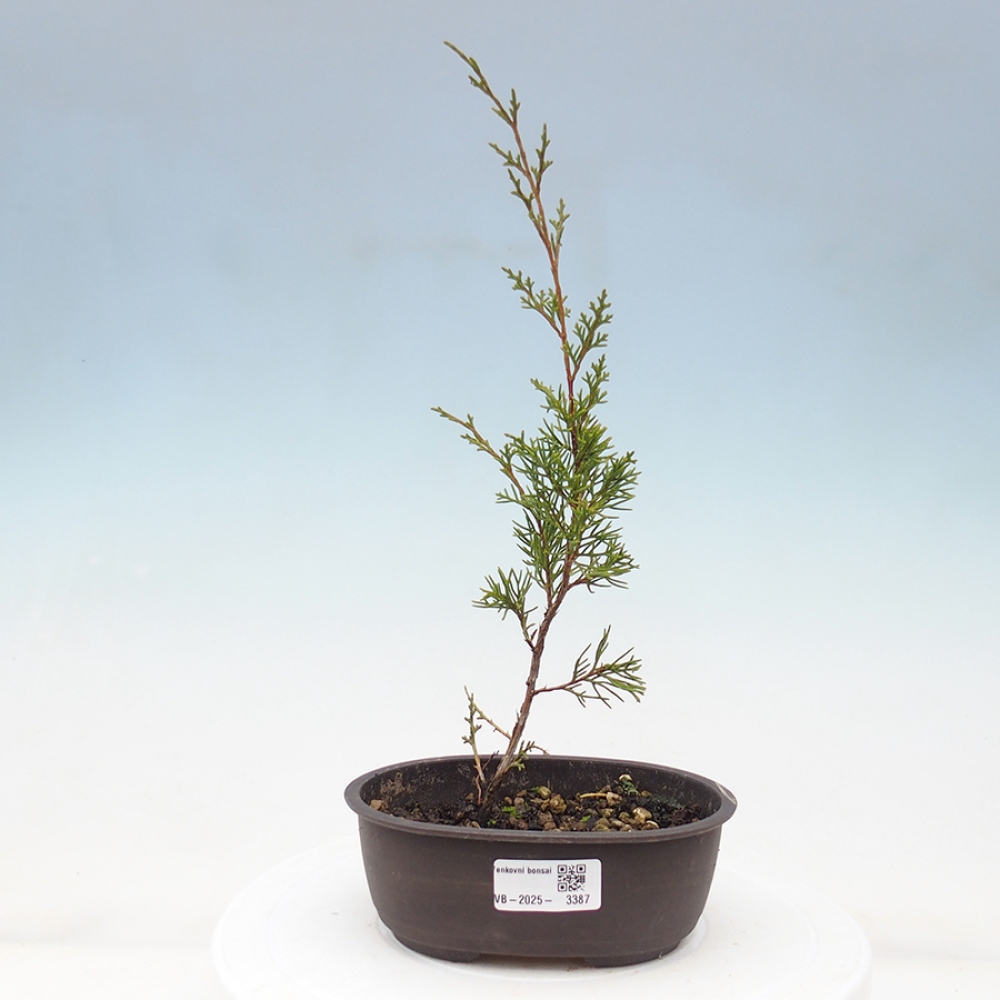 Outdoor bonsai - Juniperus chinensis Itoigawa - Jałowiec chiński
