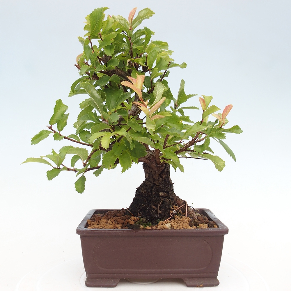 Bonsai zewnętrzne - Zelkova - Zelkova NIRE