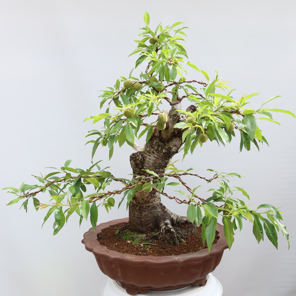 Bonsai ogrodowe – Prunus dulcis – Migdałowiec pospolity