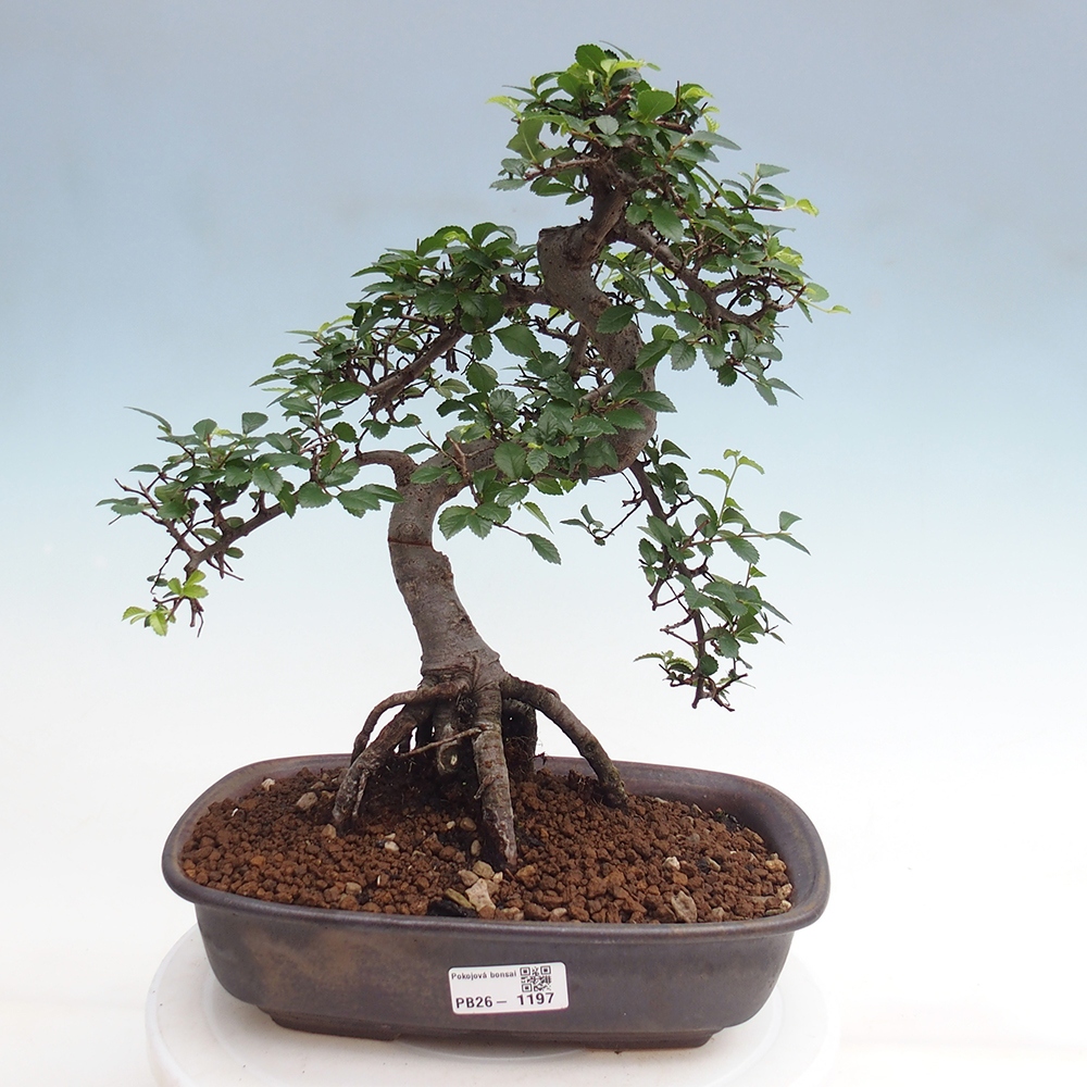 Pokój bonsai - Ulmus parvifolia - Wiąz drobnolistny