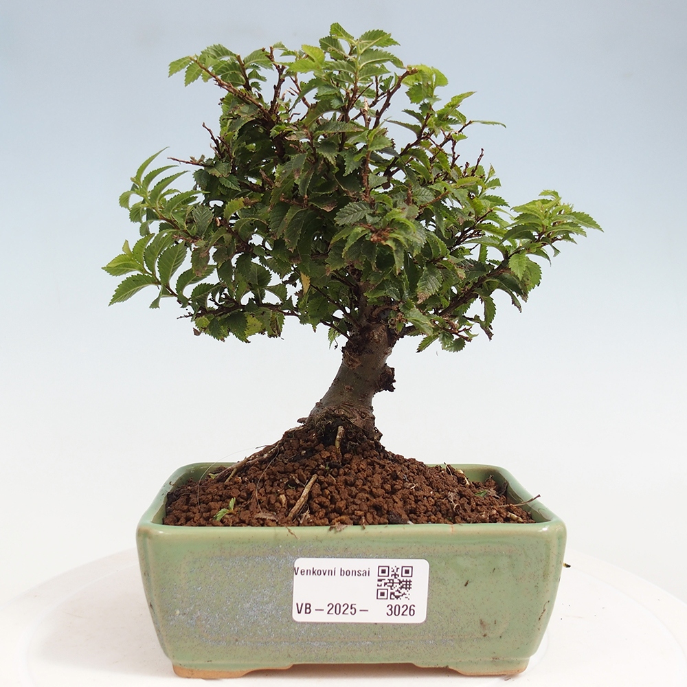 Bonsai zewnętrzne - Ulmus parvifolia Sagei - Wiąz drobnolistny