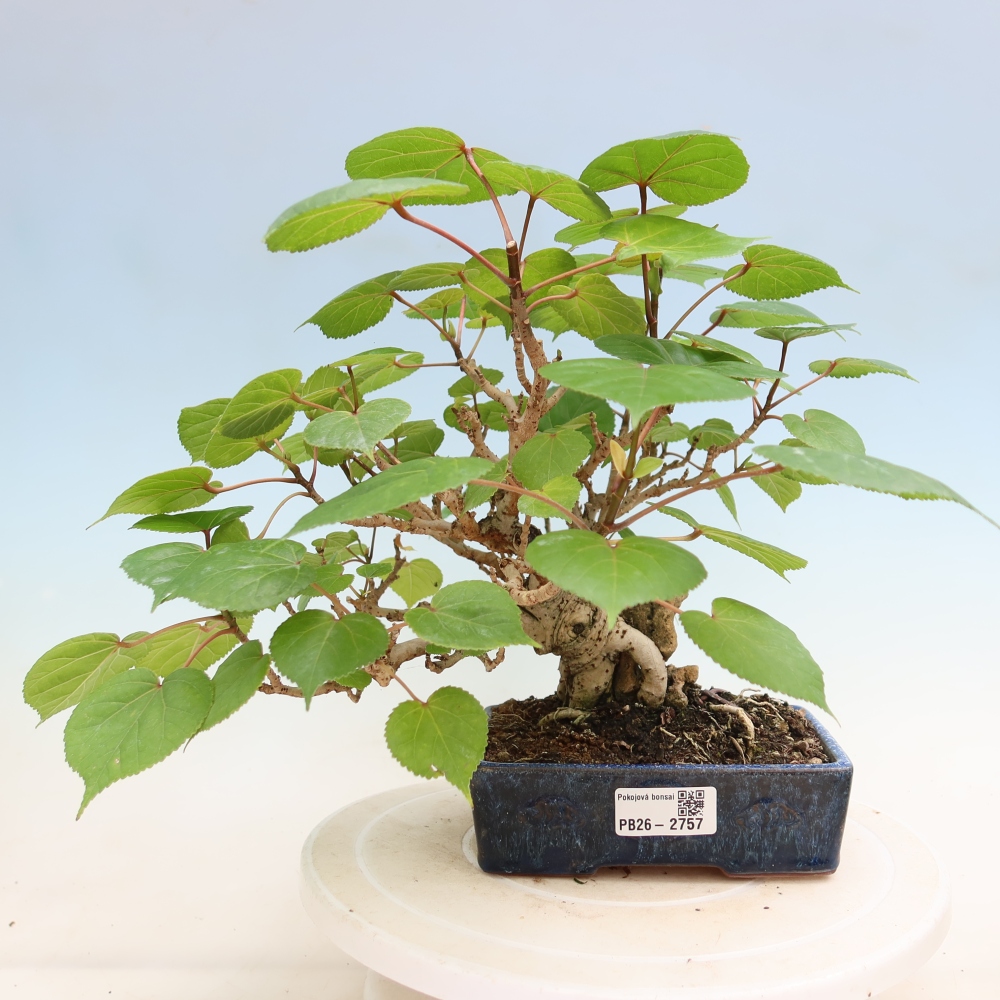 Bonsai domowe - Hibiscus tiliaceus - Hibiskus morski