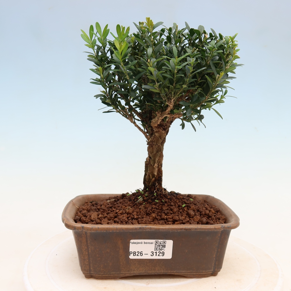 Pokój bonsai - Buxus harlandii - buxus korkowy