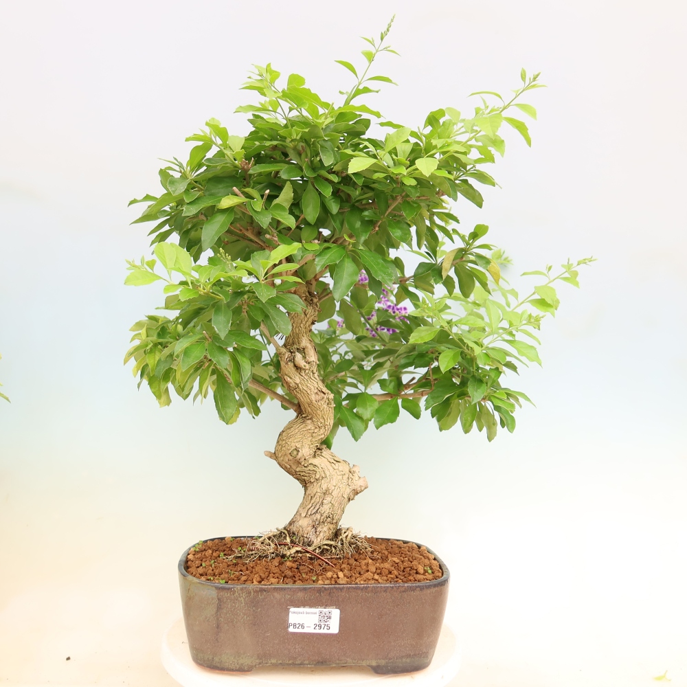 Bonsai pokojowe - Duranta erecta Aurea