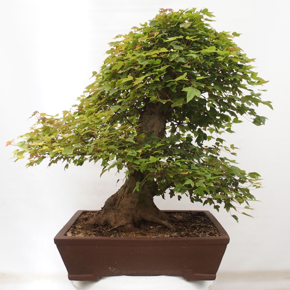 Outdoor bonsai - Maple Buergerianum - Burger Maple
