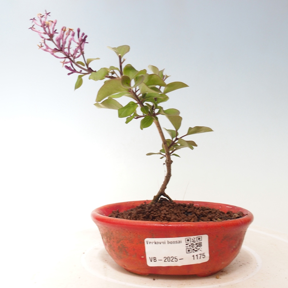 Bonsai zewnętrzne - Syringa Meyeri Palibin - Liliowy Meyera