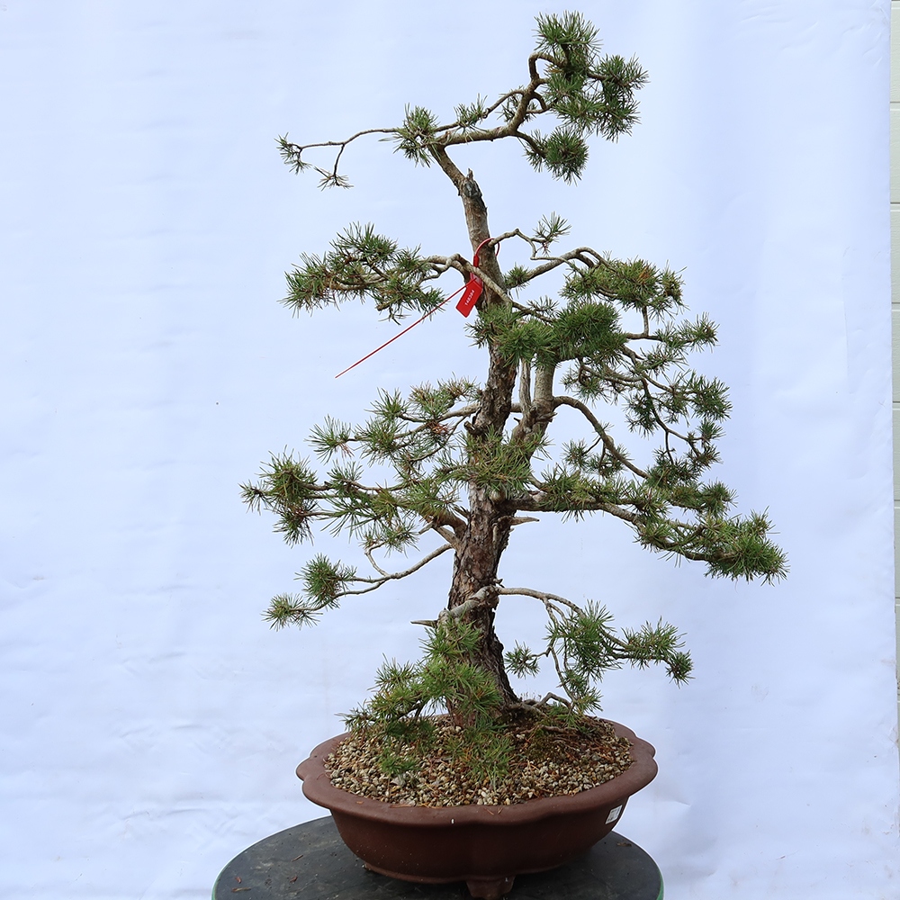 Pinus sylvestris Hiszpania – sosna zwyczajna