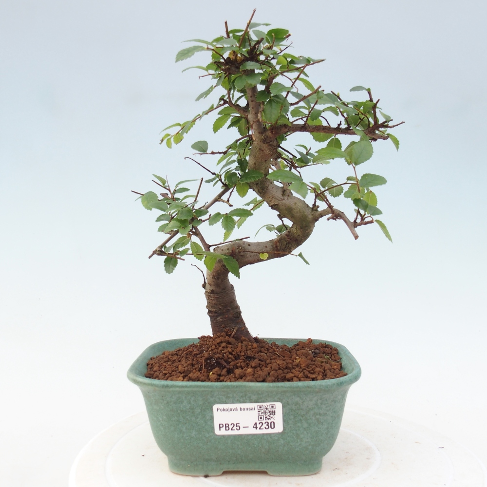 Pokój bonsai - Ulmus parvifolia - Wiąz drobnolistny