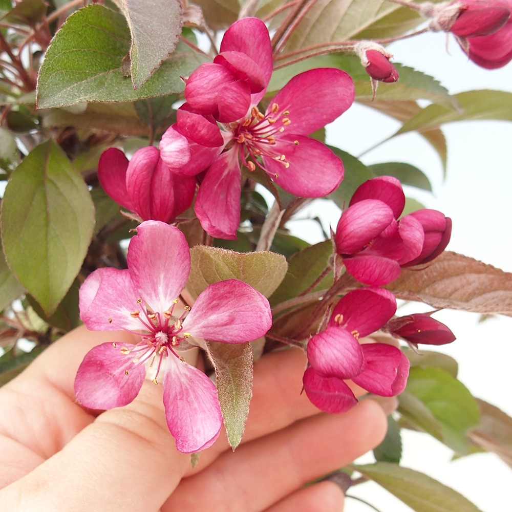 Bonsai zewnętrzne - Malus domowy - Jabłoń czerwonolistna o drobnych owocach