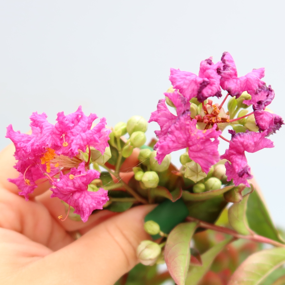 Bonsai pokojowe – Lagerstroemia indica – bz indyjski