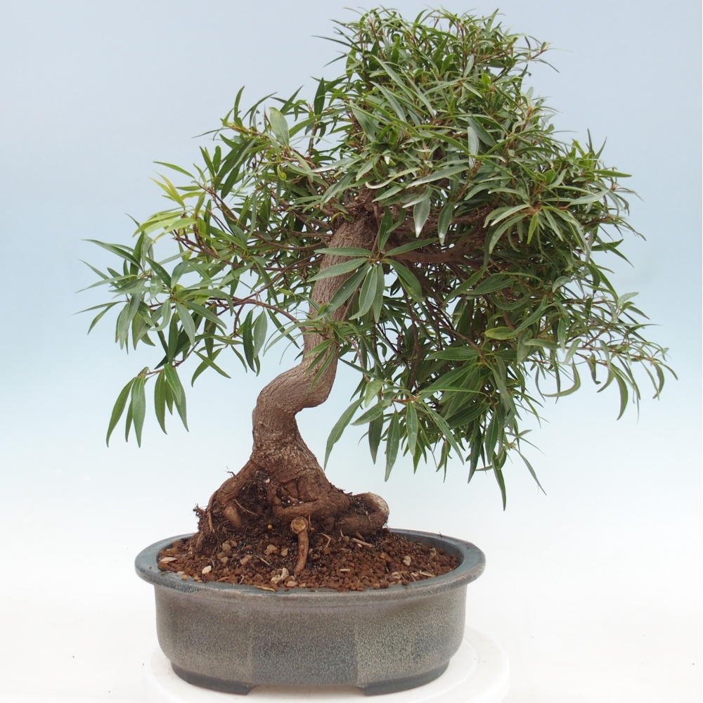 Pokój bonsai - Ficus nerifolia - figowiec drobnolistny