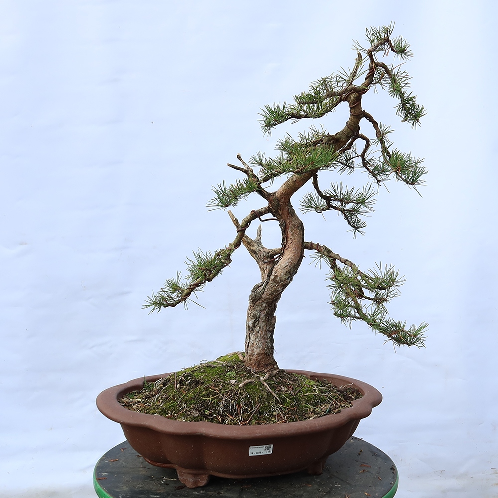Pinus sylvestris Hiszpania – sosna zwyczajna
