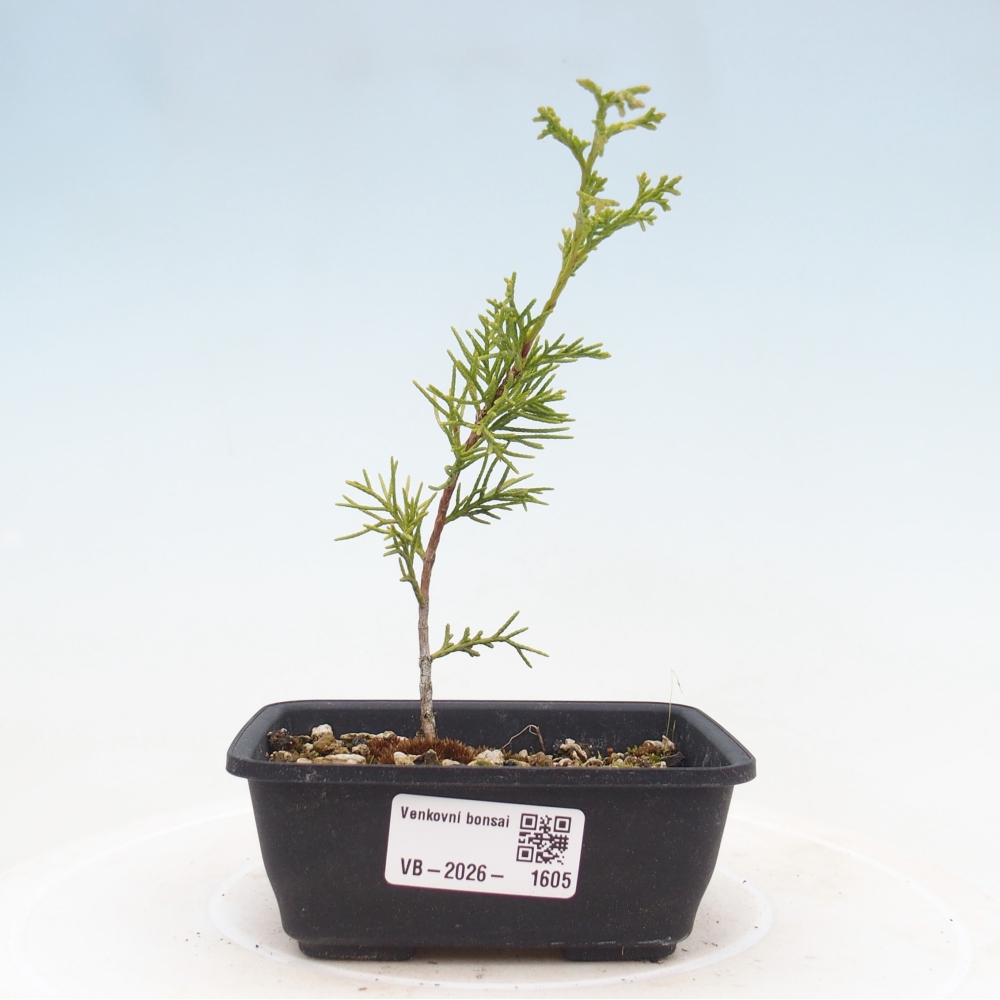 Outdoor bonsai - Juniperus chinensis Itoigawa