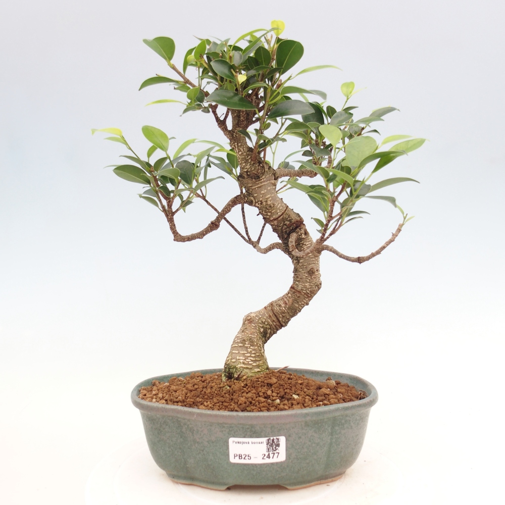 Kryty bonsai - Ficus retusa - figowiec drobnolistny