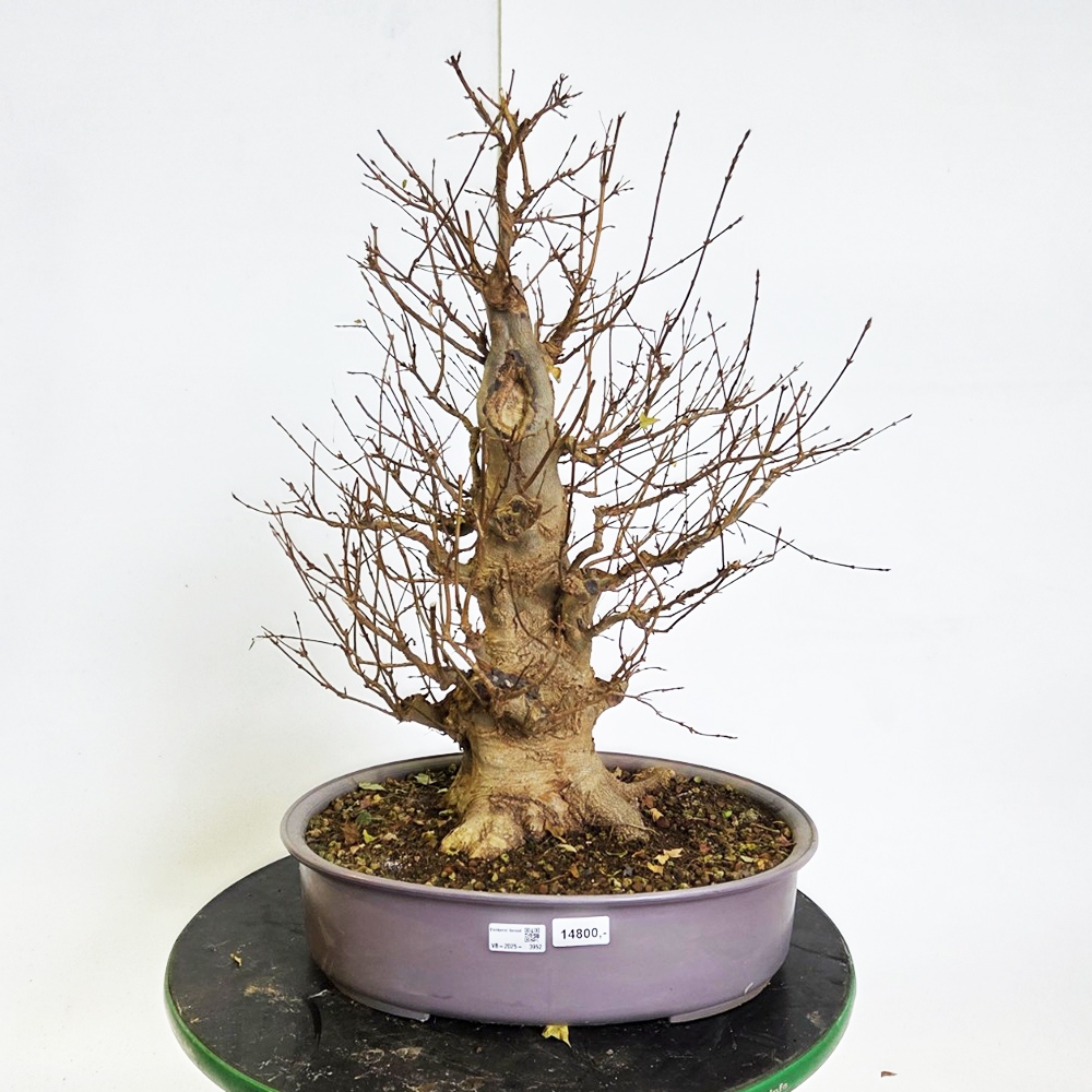 Klon bonsai na zewnątrz - Acer Burgeriana