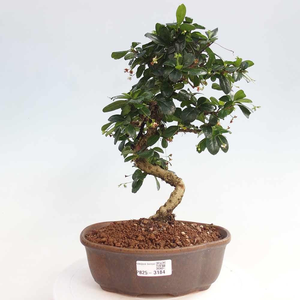 Pokój bonsai - Carmona macrophylla - Tea fuki
