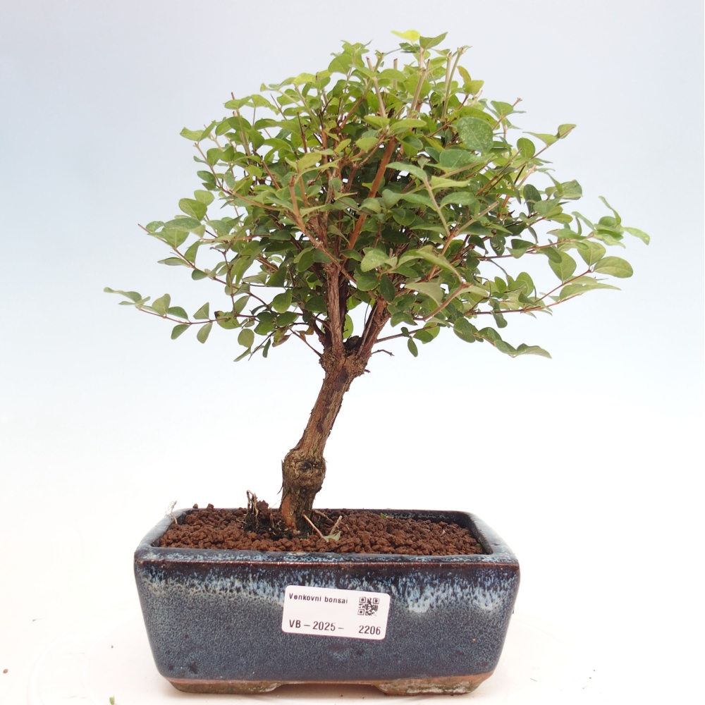Outdoor bonsai - Symphoricarpos d. Mother Pearl - Drzewko Pamięci