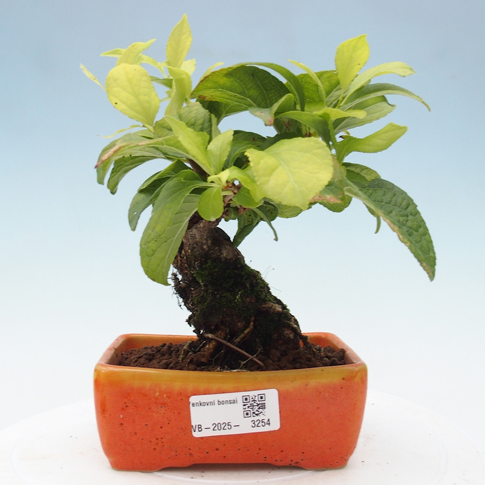 Bonsai na zewnątrz - Celastrus Jesenec