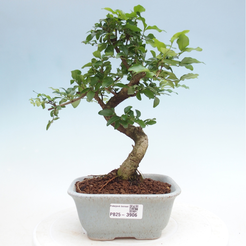 Pokój bonsai - Ligustrum chinensis - Dziób ptaka