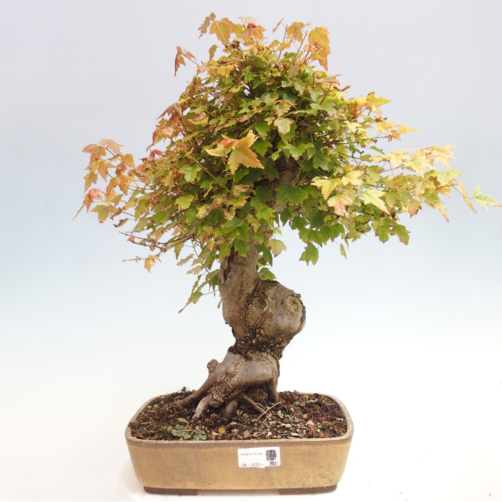 Outdoor bonsai - Maple Buergerianum - Burger Maple