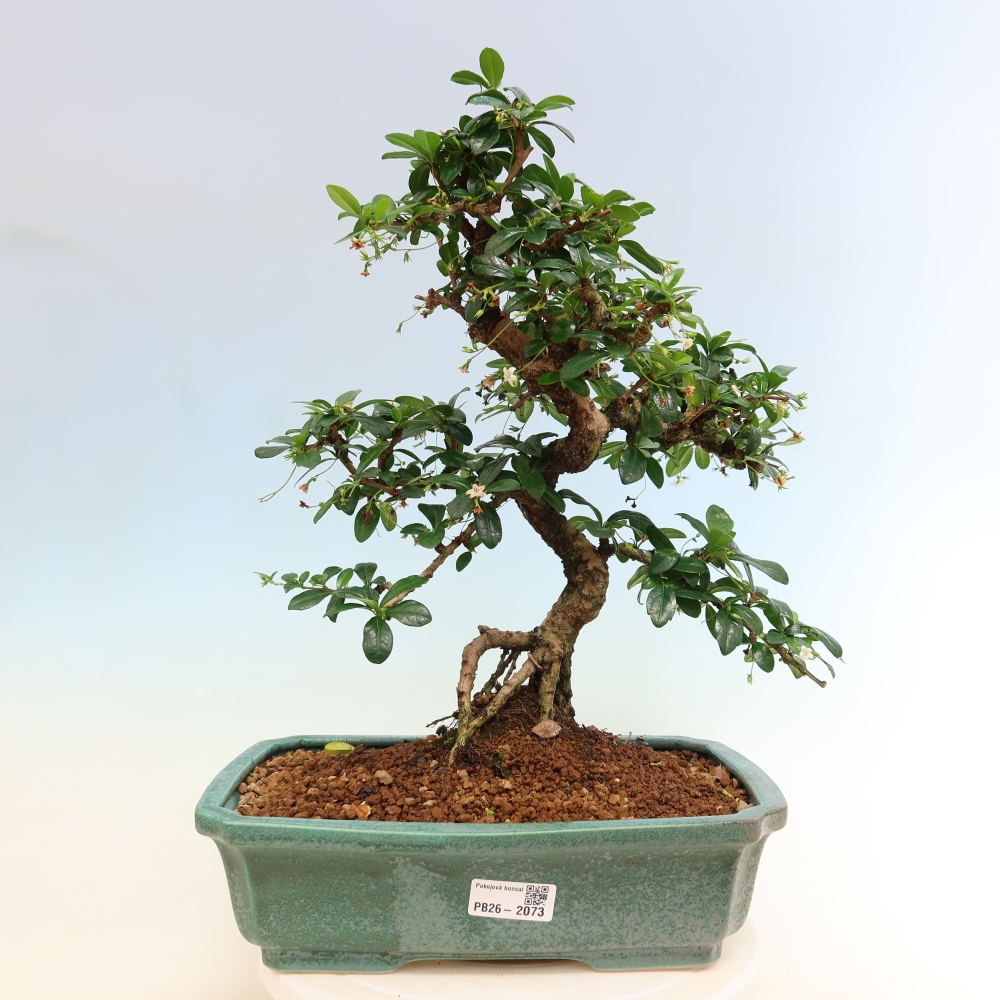 Bonsai pokojowe - Carmona macrophylla - Tea fuki