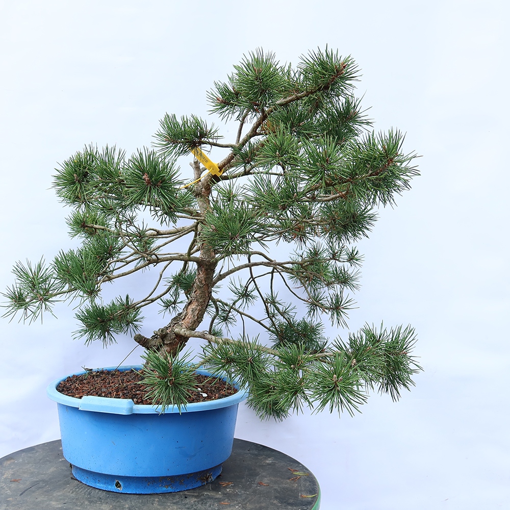 Pinus sylvestris Hiszpania – sosna zwyczajna