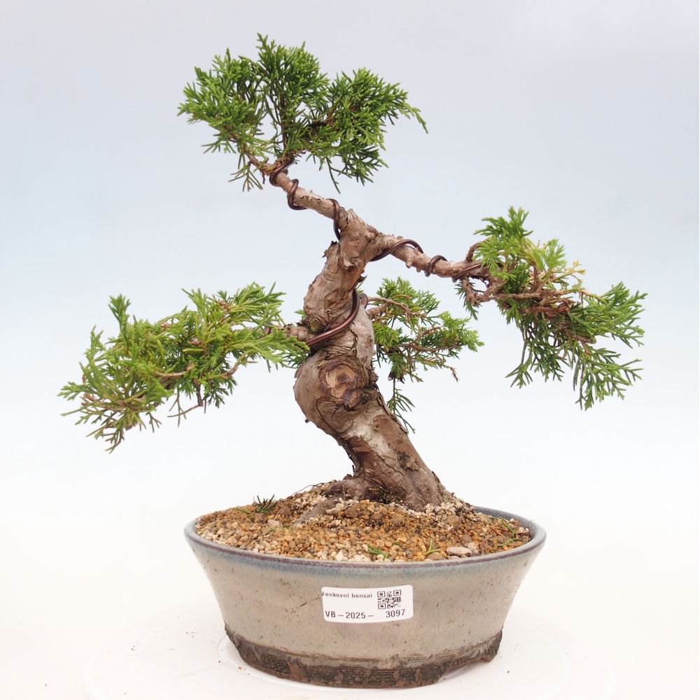 Outdoor bonsai - Juniperus chinensis Itoigawa - Jałowiec chiński