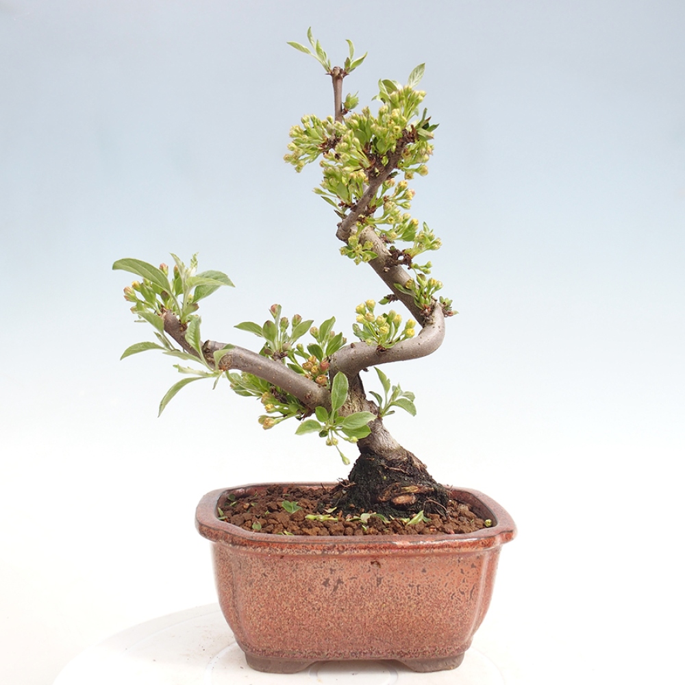 Outdoor bonsai - Malus sargentii - Jabłoń drobnoowocowa